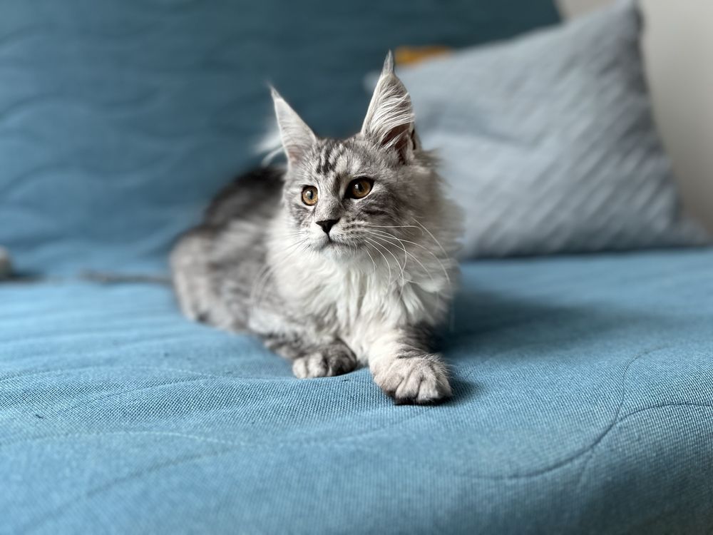 Piękna koteczka Maine Coon, rodowód FPL