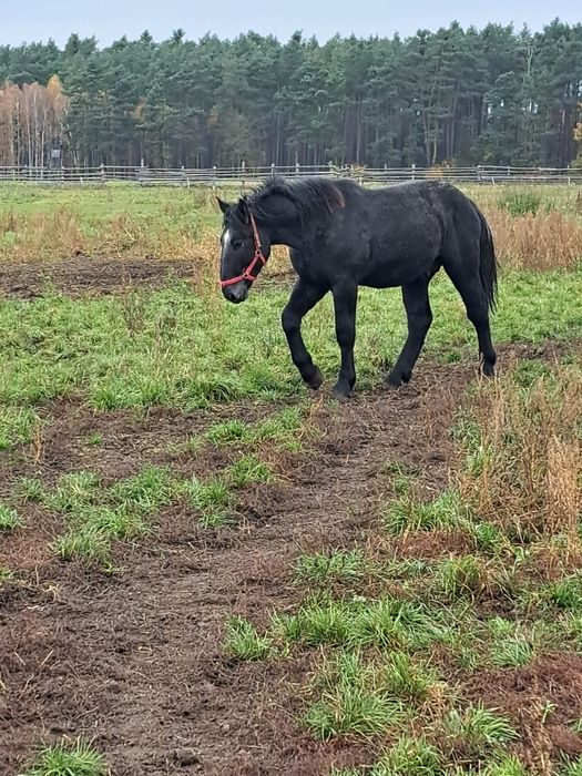 Sprzedam ogiera szpaka