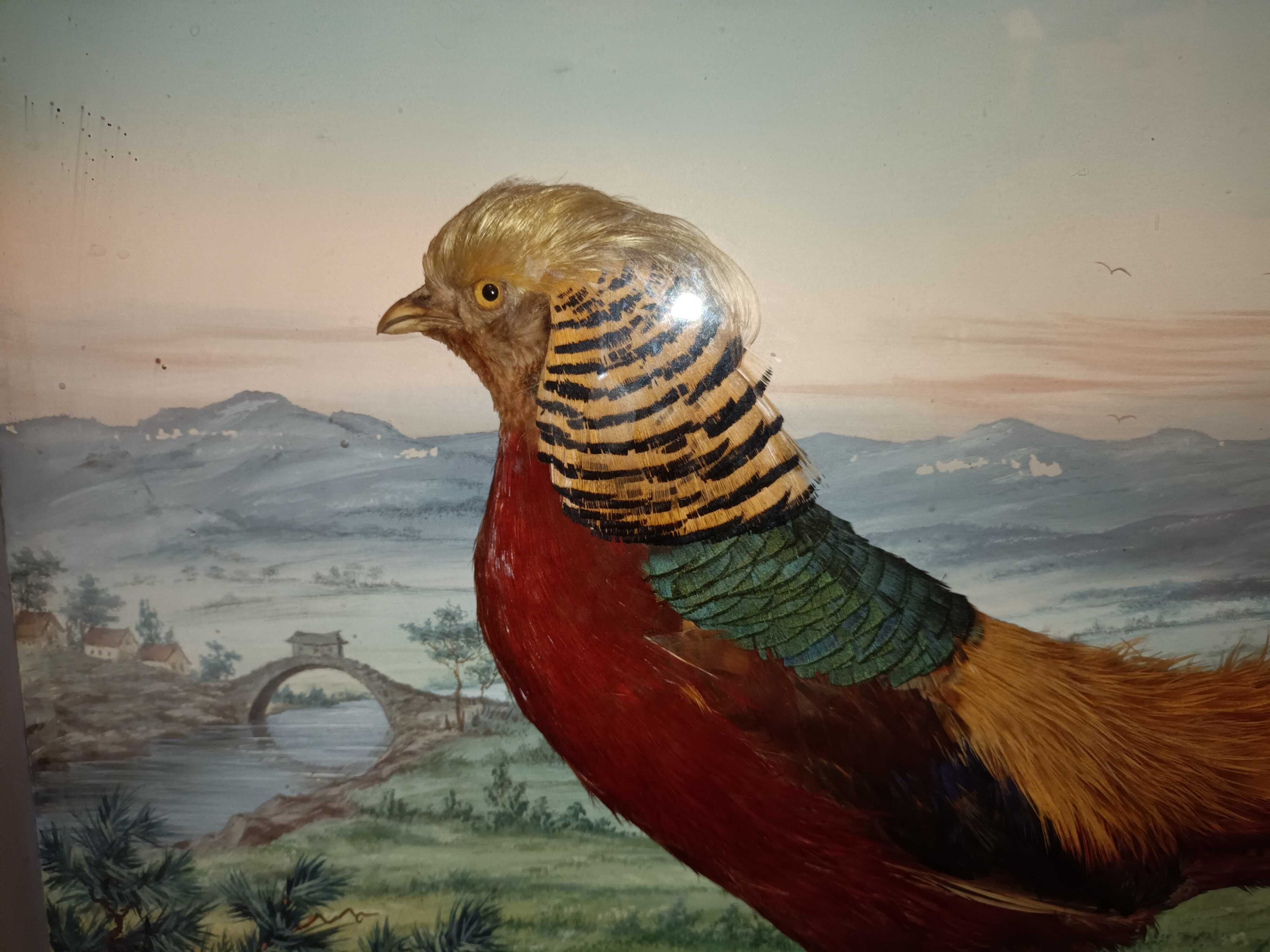 Diorama ptak obraz bażant