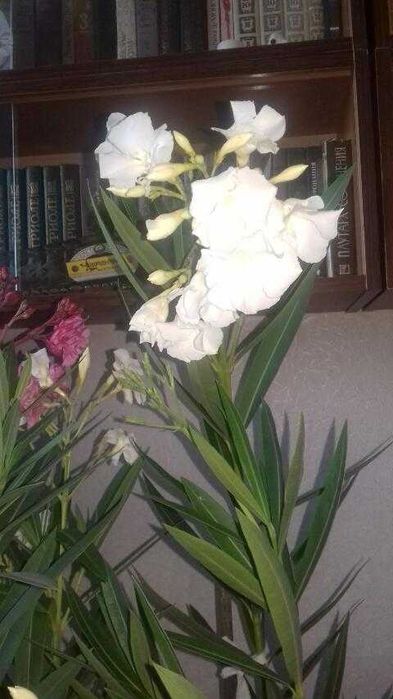 Олеандры греческие. Розовые и  белые