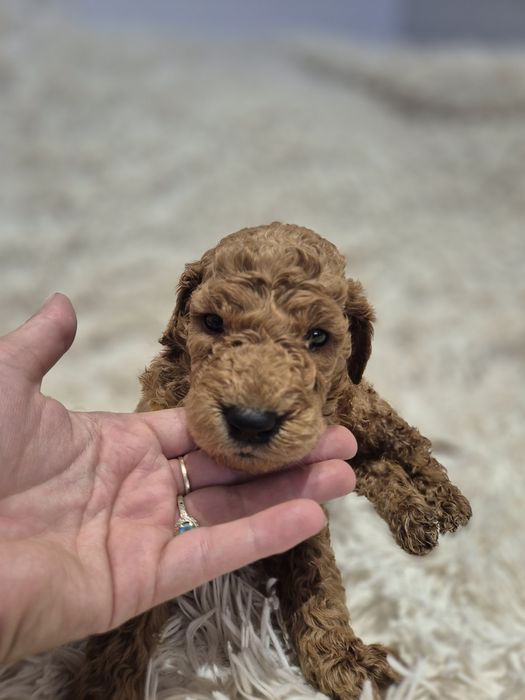 Goldendoodle f1b standard red-brown red