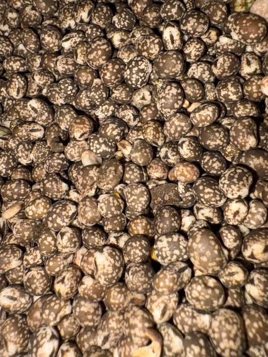 Łubin z certyfikatem