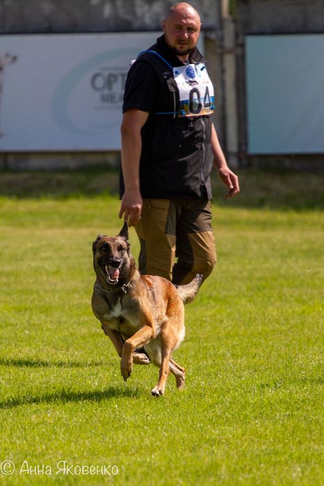 Дресирування собак, перетримка собак, послуги кінолога!