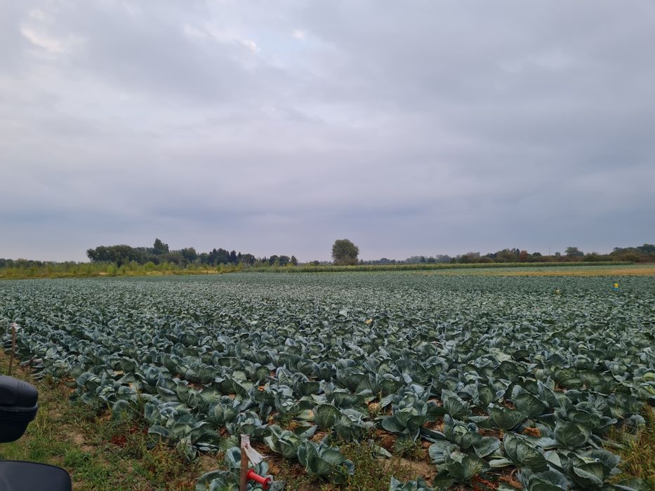Kapusta biala Ambrozja 80gr za kg