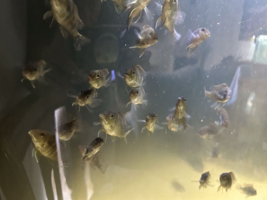 40 Geophagus Tapajos orange head 5cm