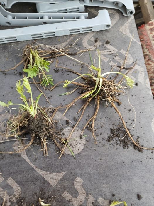 Мята. мята Перечная, мята Ментоловая,Валериана