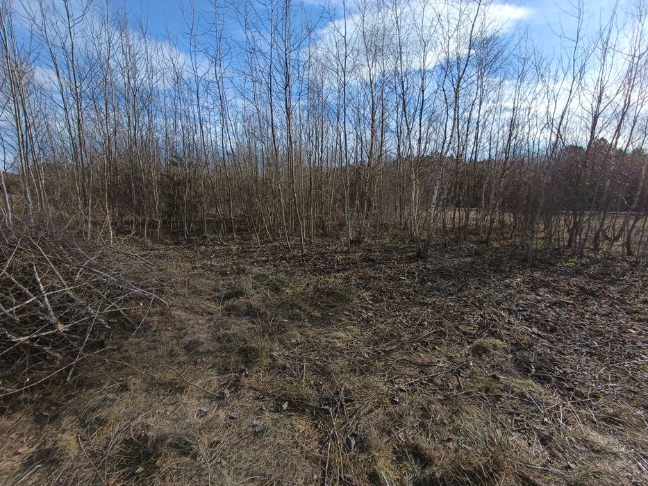 Za darmo gałęzie Rydzów