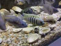 Cynotilapia afra excelentes