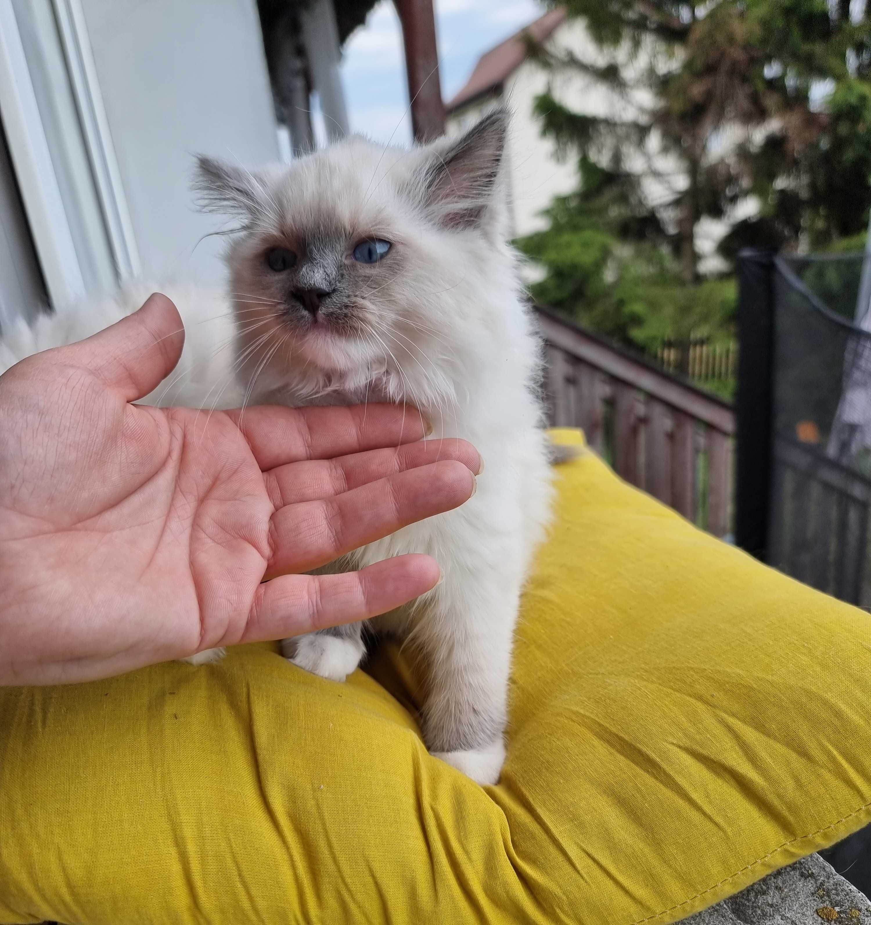 Sprzedam kotka rasy RAGDOLL