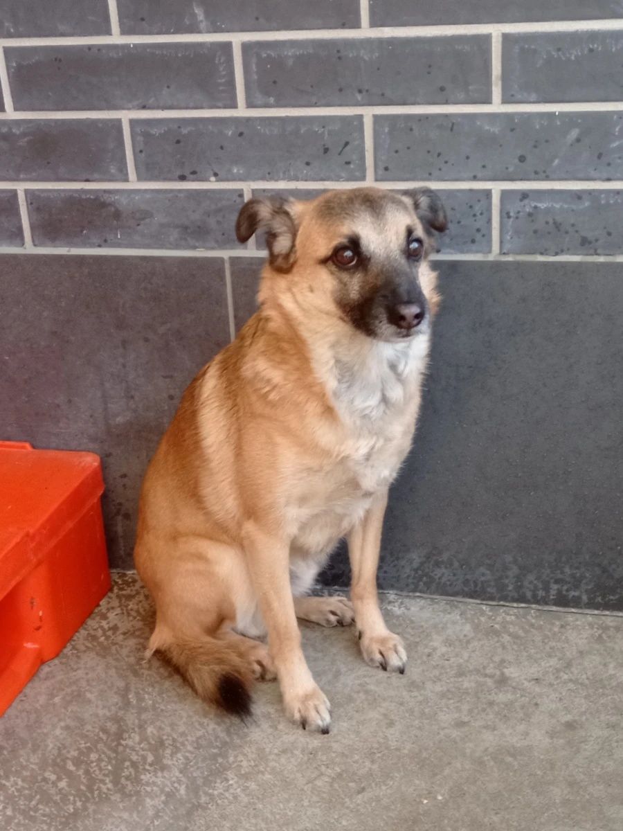 Piesek Piorun do adopcji!