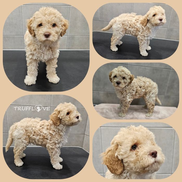 Lagotto romagnolo FCI, piesek pomarańczowy, miot BRAVE, Trufflove