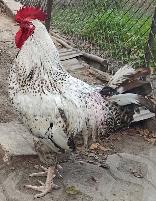 Sprzedam pięknego koguta