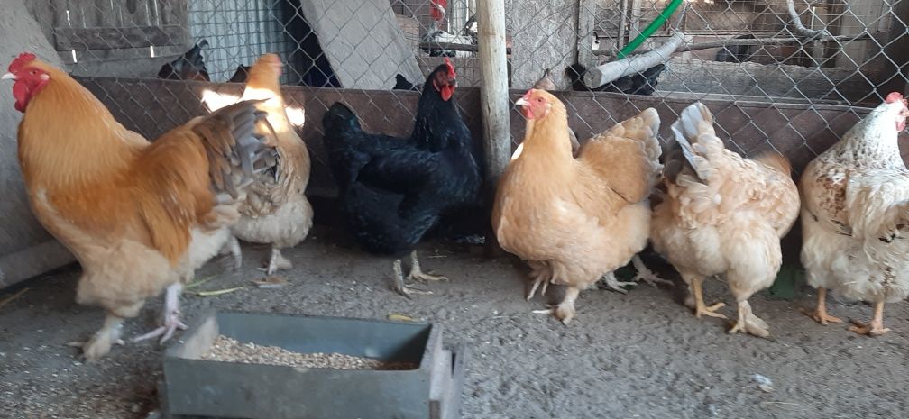Ovos coloridos galados várias raças cruzadas
