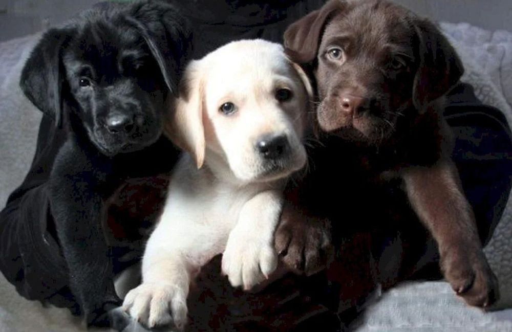 Білий Мішка Лабрадор Ретрівер цуценята з Документами Доставка Німечину