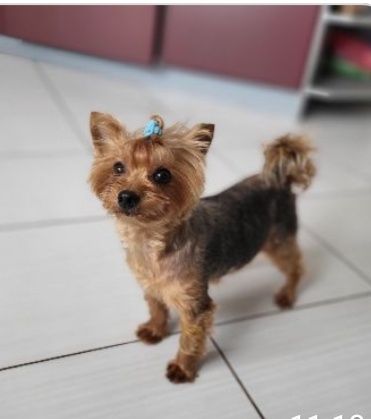 В'язка міні Йорка.