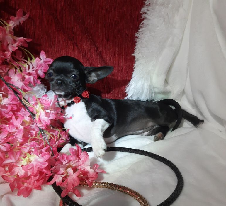 Suczka chihuahua z rodowodem