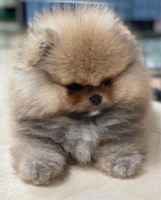 Szpic miniaturowy pomeranian