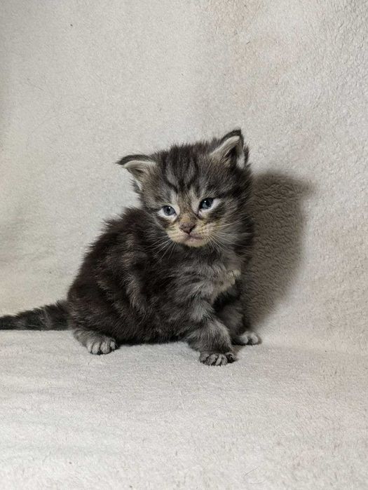 Кот Мейн - кун с документами . Вязка.