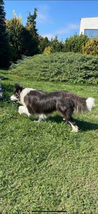 Border Collie - piesek