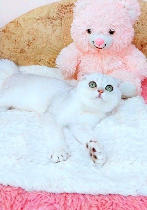 Ооочень ласковый котёночек Вислоушка