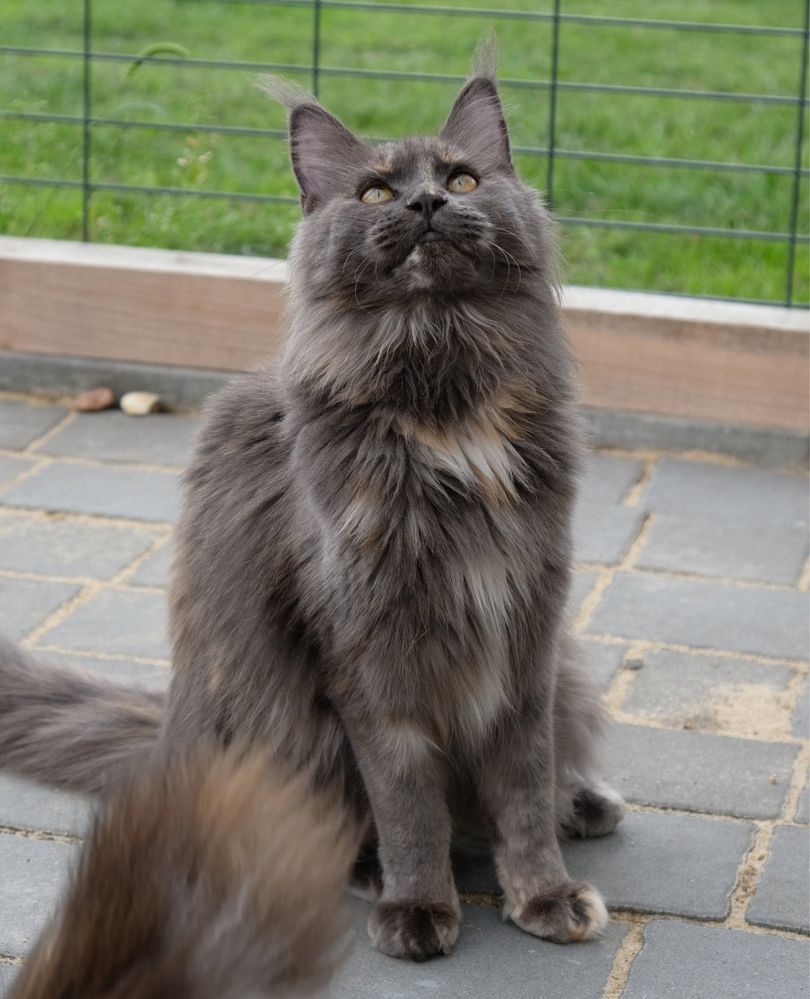 Maine coon kotka niebieski dymny szylkret z bielą FPL