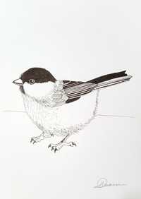Obrazek Grafika rysunek ptak sikorka czarnogłówka