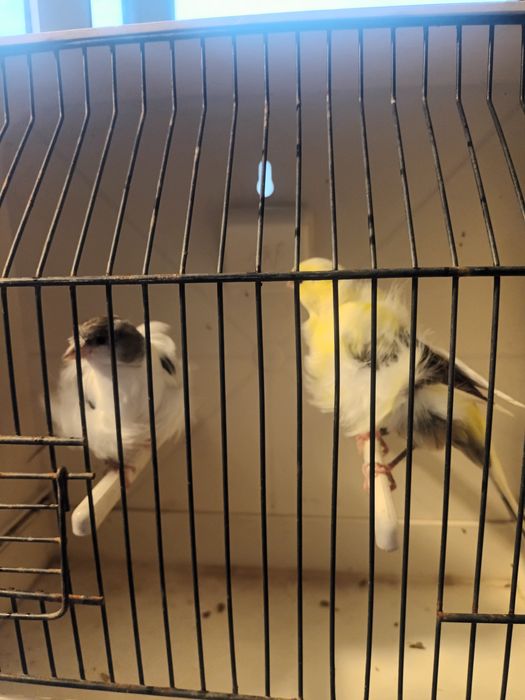 Canários frizados do norte para ceder