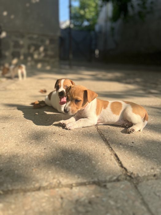 Хлопчики та дівчатка Джеки