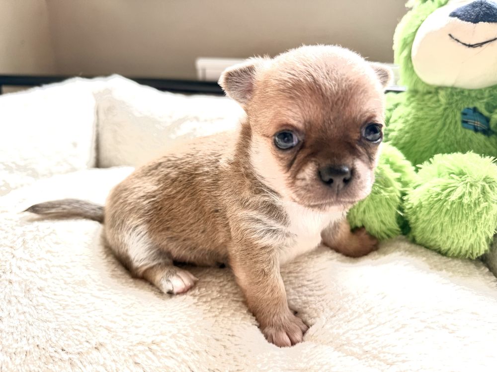 Sunia krótkowłosa chihuahua FCI