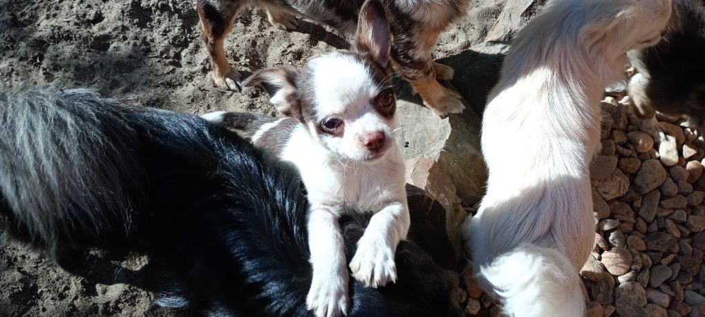 Chihuahua, piesek, mini piesek
