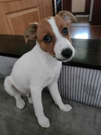 Jack Russell Terrier - piesek