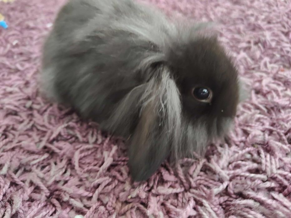 Królik mini lop miniaturka