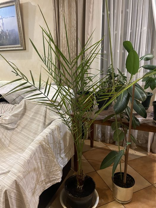 Пальми та плетучі