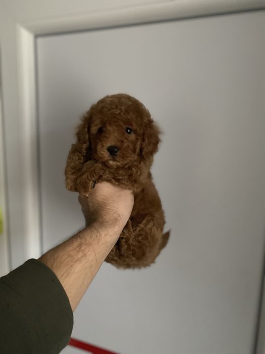 Найгарніші цуценятка кавапу