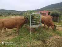 Manga para vacas comedouro e cancelas