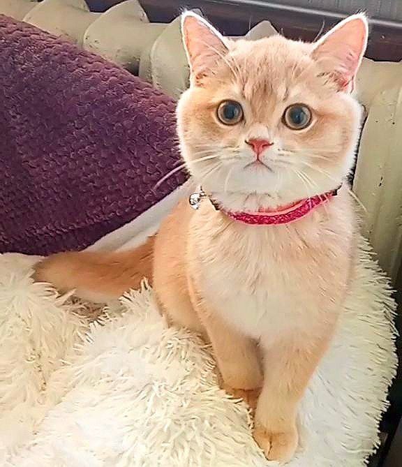 Золота шиншилла, ніжний малиш