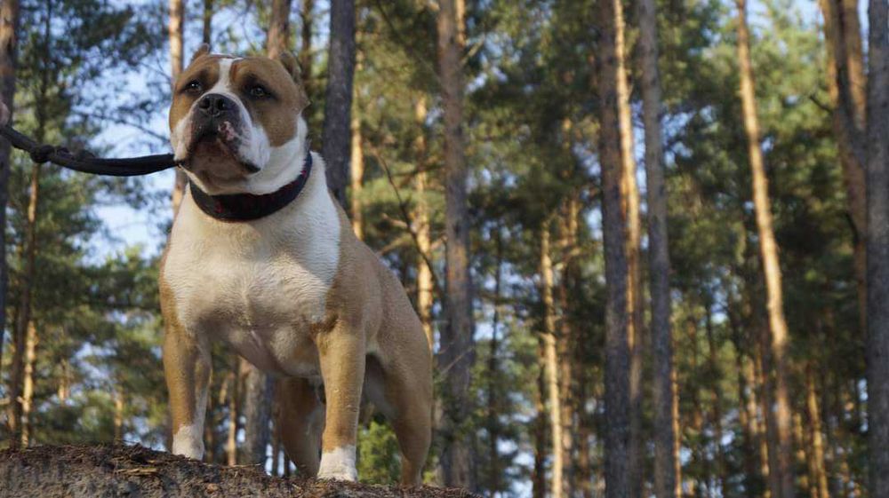 ZKwP/FCI Pręgowany samiec Amstaff, American Staffordshire Terrier