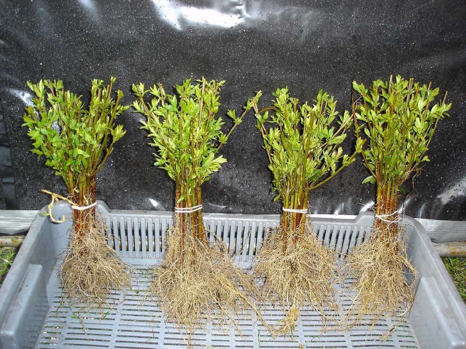 Ligustr pospolity - Liguster - Żywopłot -- 20-50cm --- 100szt.