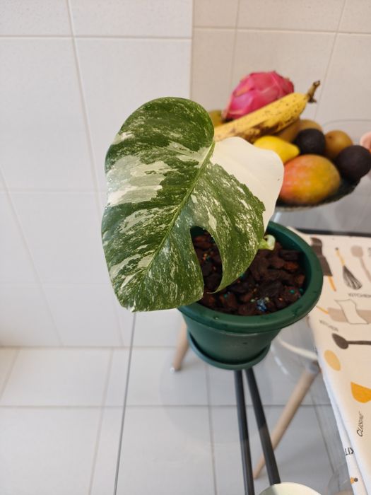 Monstera deliciosa albo variegata.