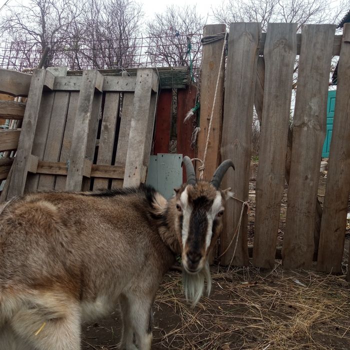 Продам ламанчу,другий окот