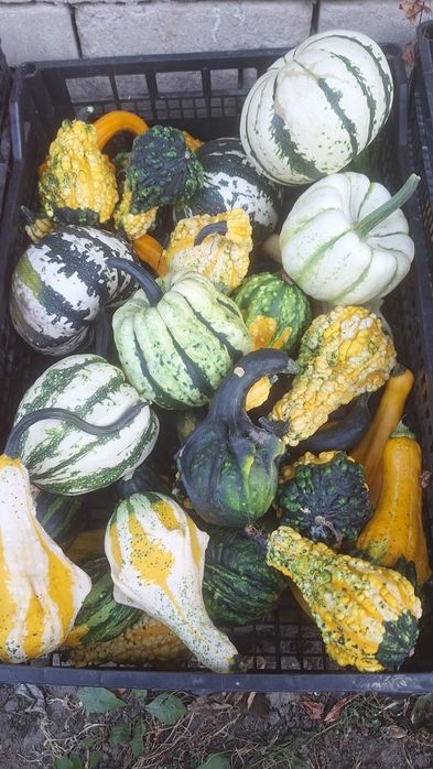 Dynie  rozne rodzaje