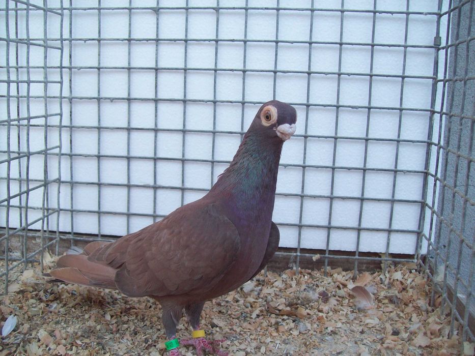 Brodawczak,brodawczaki