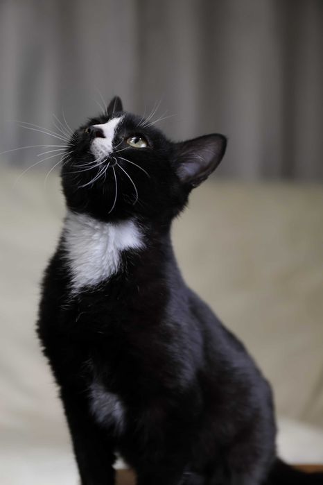 Gatinho para adoção