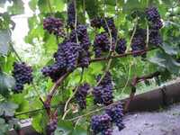 Саджанці винограду кишмиш Юпітер США,  Плевен