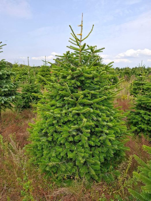 Jodła Kaukaska Cięta 175-250 cm/ 200-300cm/ w donicy - TuChoinki.pl
