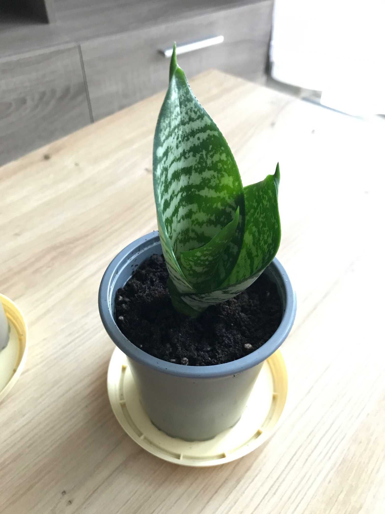 Sansevieria Green Hahni