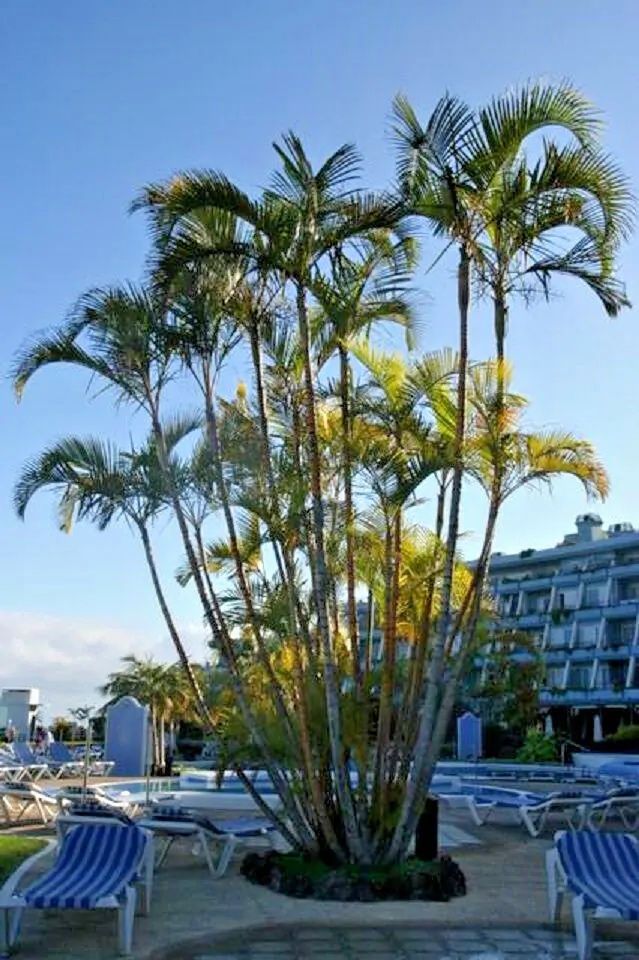 PALMEIRA-ARECA *Dypsis lutescens*