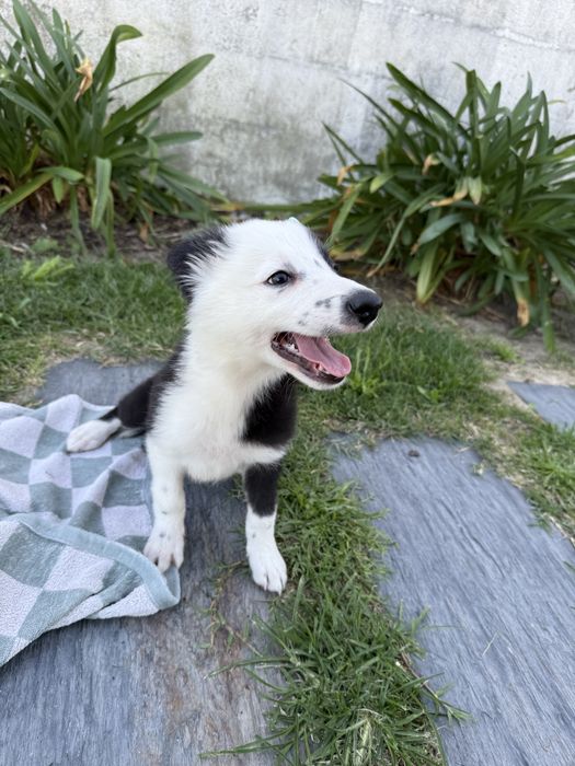 Border Collie Linda !