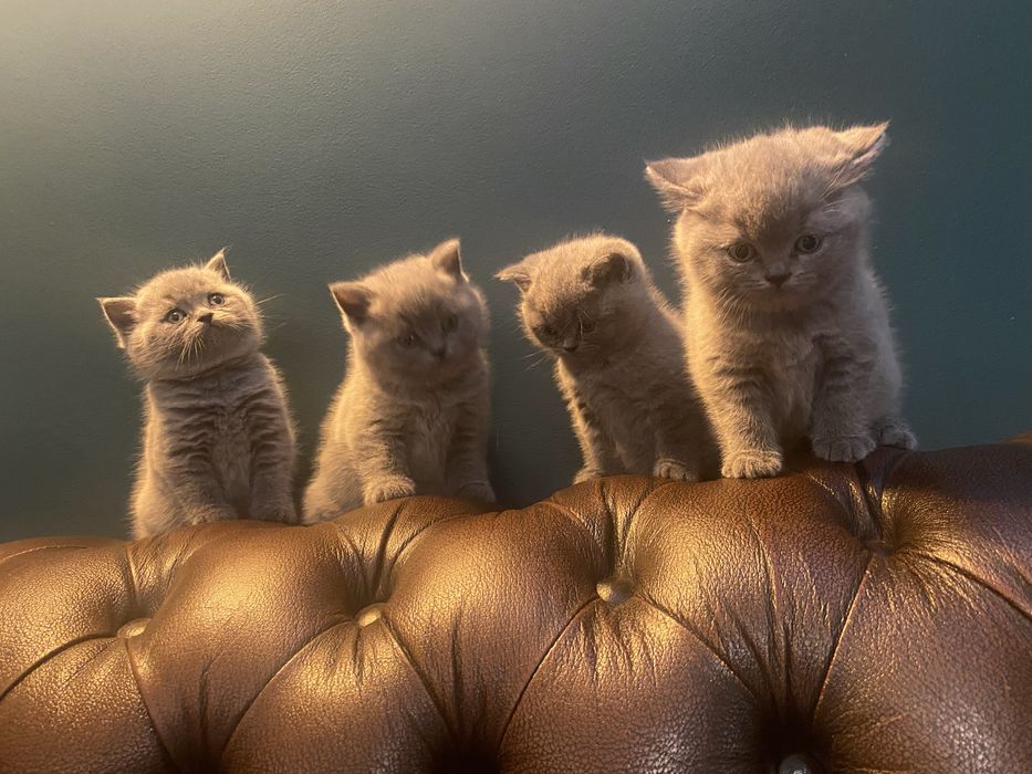 Kocięta Brytyjskie, krótkowłose - ostatnia Kotka (!)