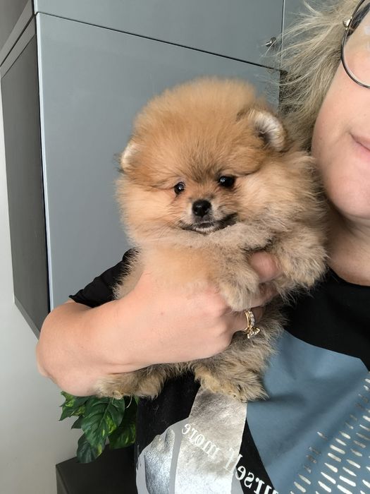 Spitz Anão.Lulu da Pomerânia. Com Pedigree. Lop e Afixo